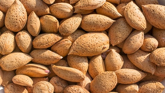 فروش و قیمت بادام سنگی متوسط